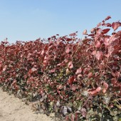 Fagus sylvatica 'Atropurpurea' 100-125 cm  vanaf november leverbaar